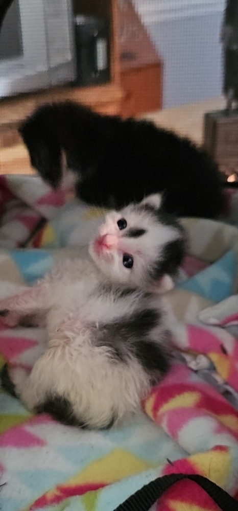 Kai **Available for Pre-Adoption 10/1**