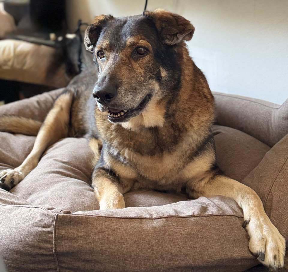 Scout, an adoptable Shepherd in Saint Cloud, MN, 56303 | Photo Image 1
