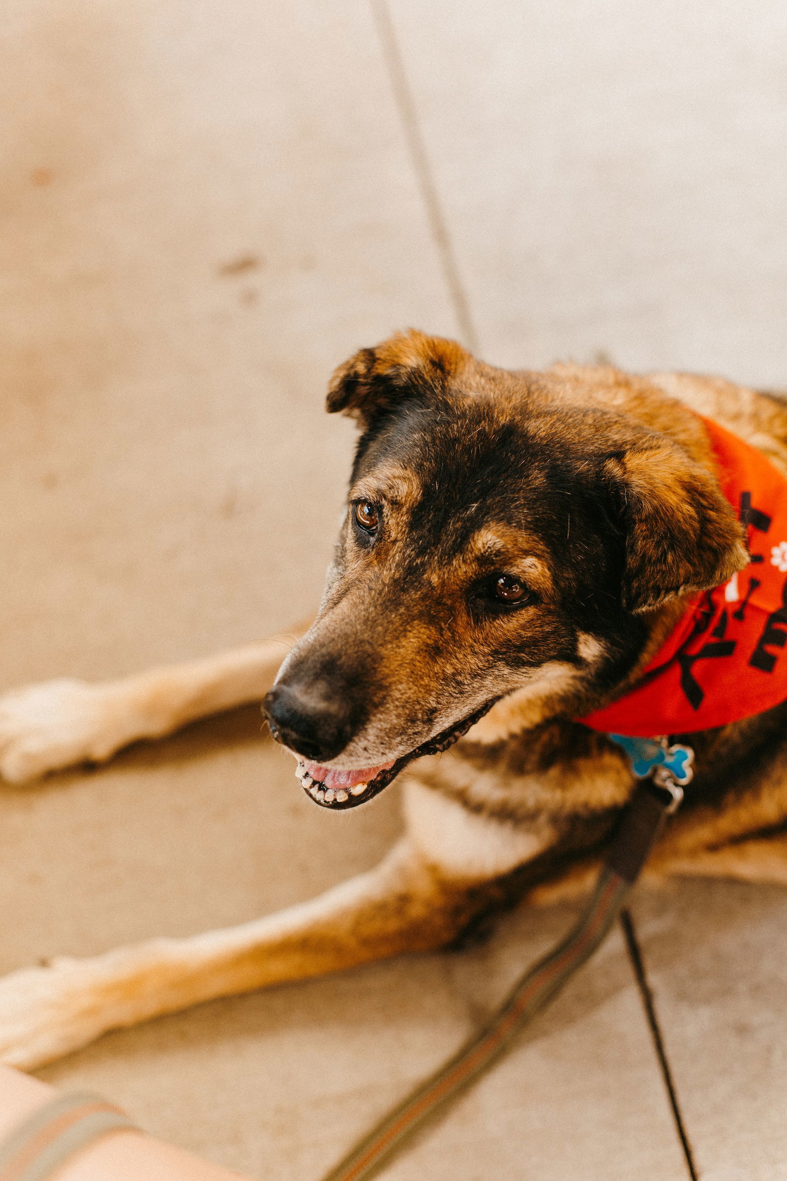 Scout, an adoptable Shepherd in Saint Cloud, MN, 56303 | Photo Image 2