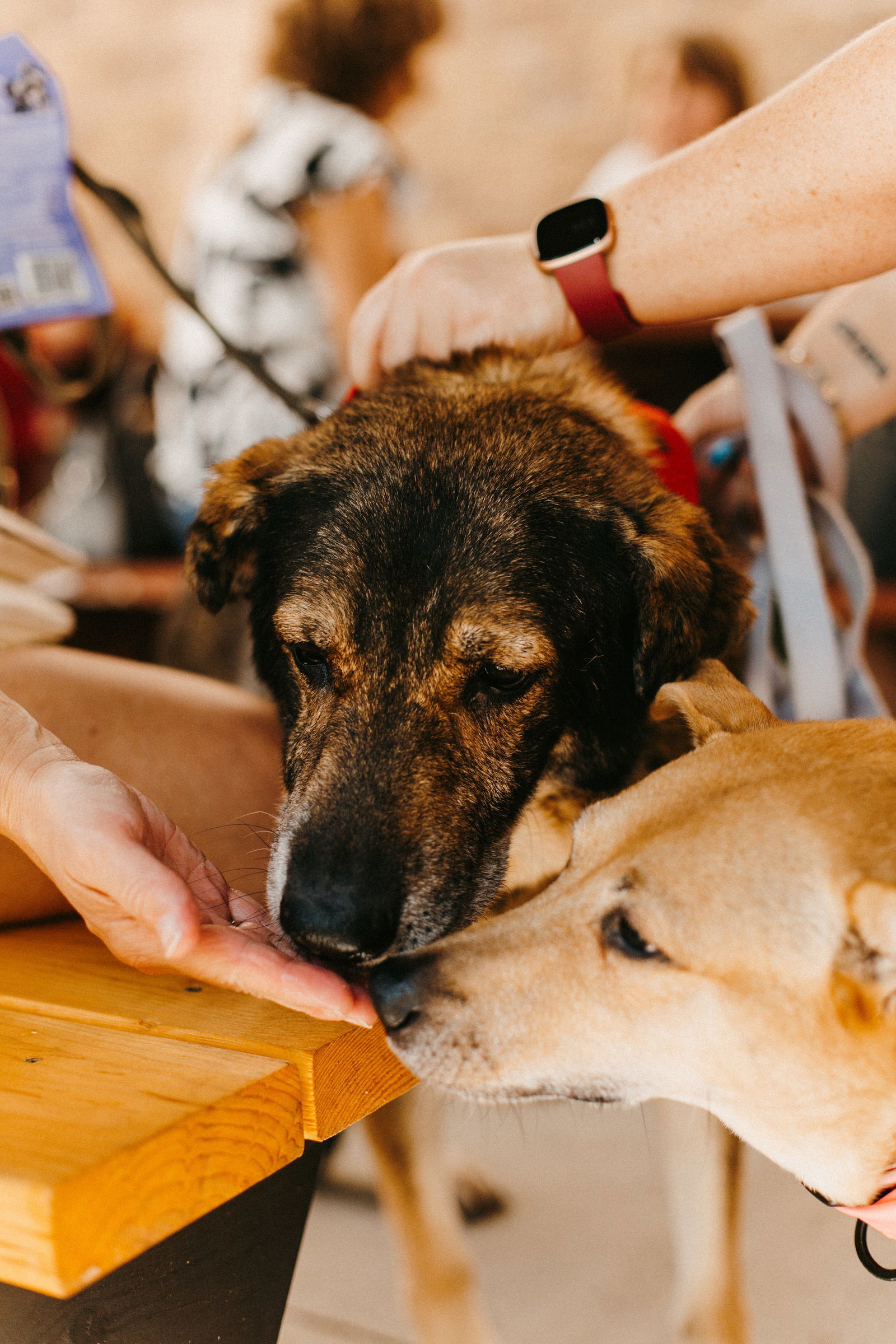 Scout, an adoptable Shepherd in Saint Cloud, MN, 56303 | Photo Image 3