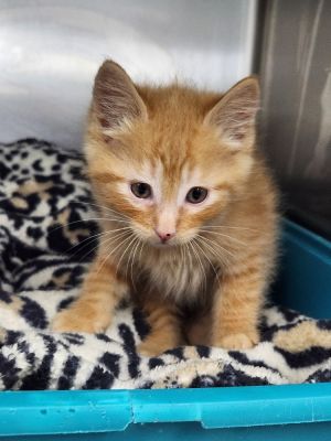 Alfalfa, Baby Male Domestic Short Hair