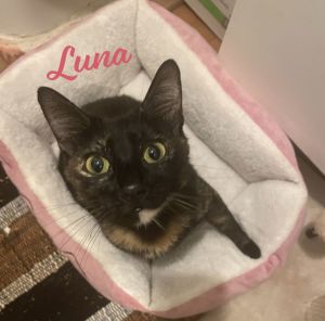Luna #full-of-surprises Tortoiseshell Cat