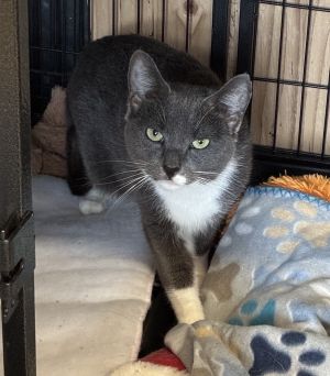 Persia, Young Female Domestic Short Hair