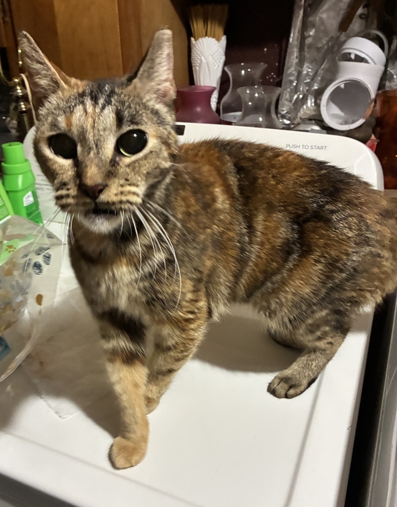 Purrfect Puzzle