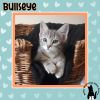 Bullseye photo 1