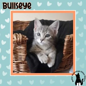 Bullseye, Baby Female unknown