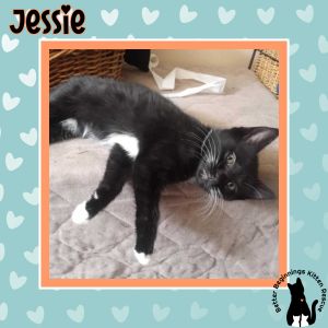 Jessie, Baby Female Domestic Short Hair