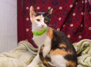 Hannah, Baby Female Calico
