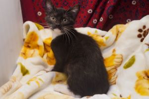 Angelica, Baby Female Tuxedo