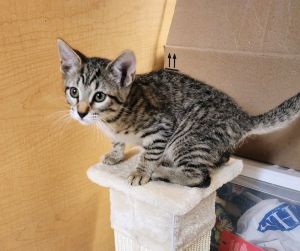 Giles, Baby Male Tabby