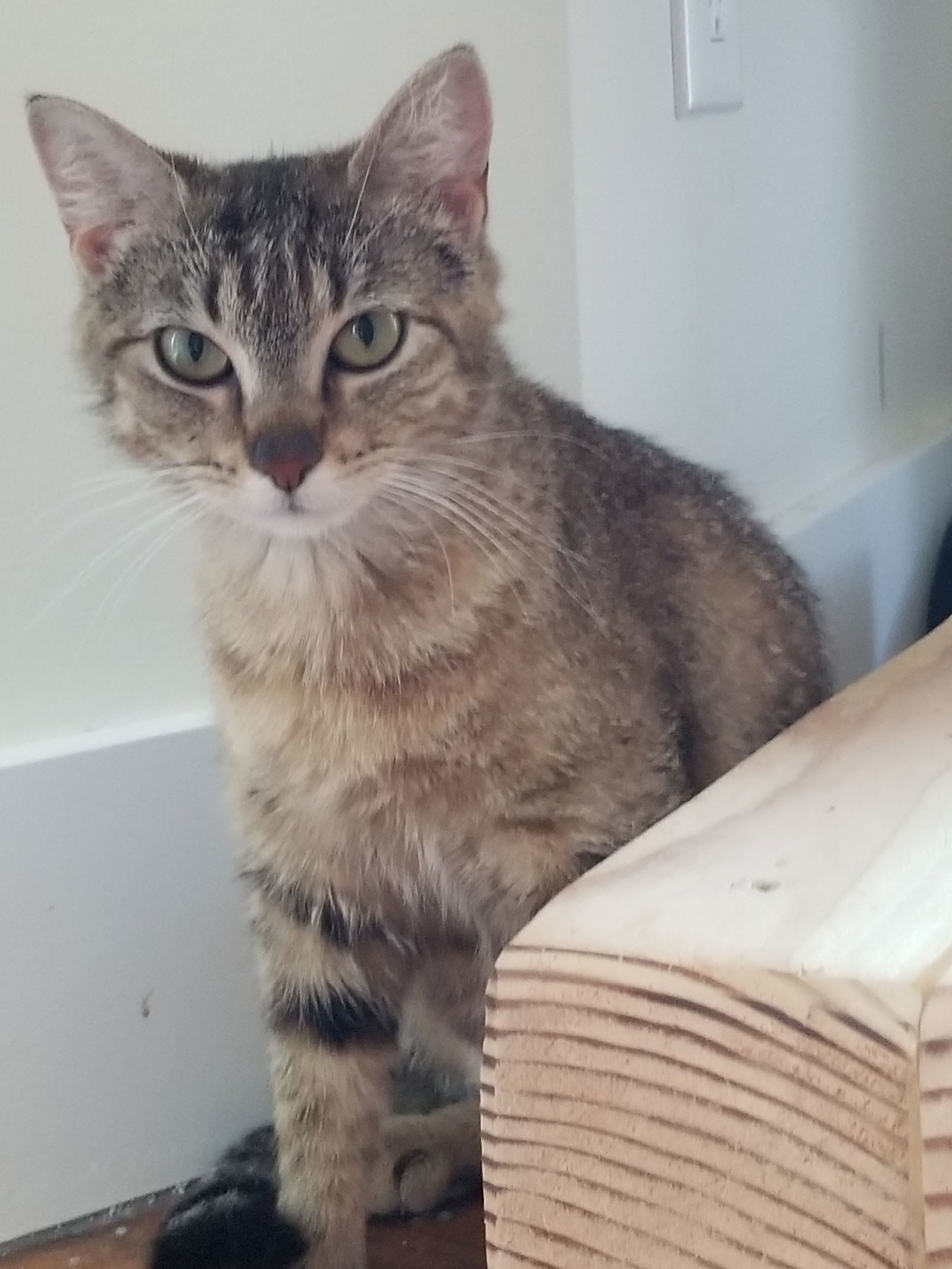 Piper
