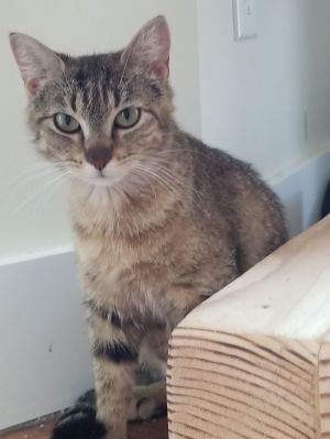 Piper, Young Female Tabby