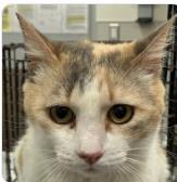 MARASCHINO, Adult Female Domestic Short Hair