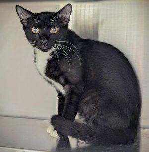MONKEY Domestic Short Hair Cat