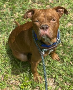 MAX American Staffordshire Terrier Dog