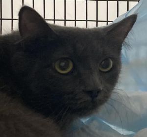 LULU Domestic Short Hair Cat