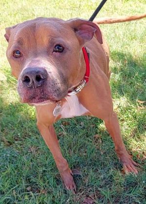BI-HAN Pit Bull Terrier Dog