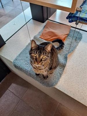 SUSHI Domestic Short Hair Cat