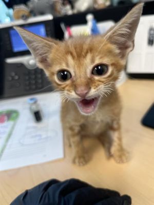 PARKER Domestic Short Hair Cat