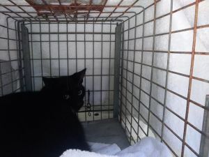 SARAH Domestic Short Hair Cat