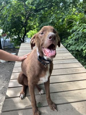 Birthdate 12252019 Breed One of a kind Weight 64 lbs Im one of the newest arrivals at Paws Cr