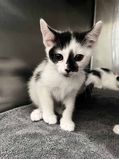 OREO