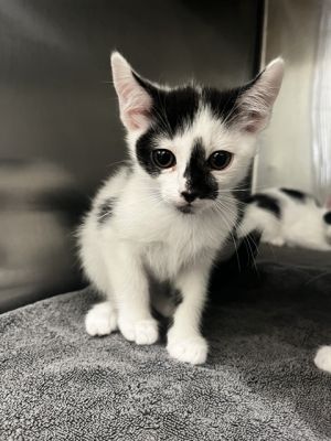 OREO, Baby Female Domestic Short Hair