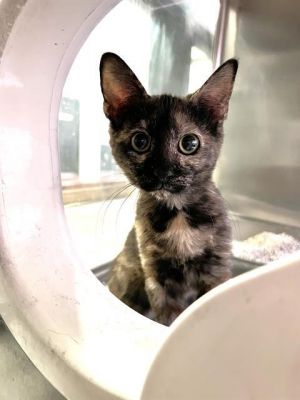 DAISY, Baby Female Domestic Short Hair