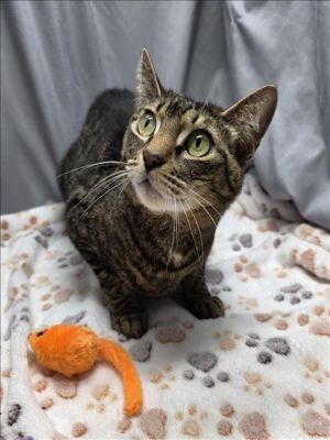 TIGGER, Adult Female American Shorthair