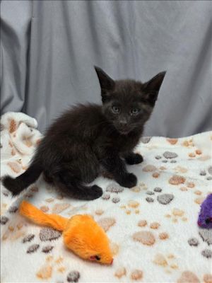 A117268 Domestic Short Hair Cat