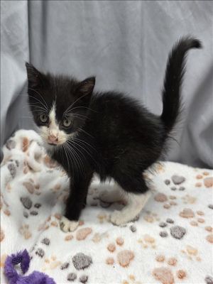 A117229 Domestic Short Hair Cat
