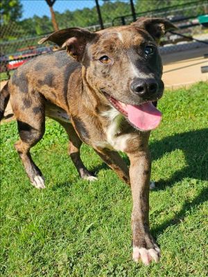 KASE Catahoula Leopard Dog Dog