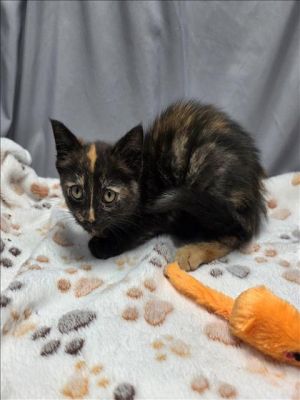 A117331 Domestic Short Hair Cat