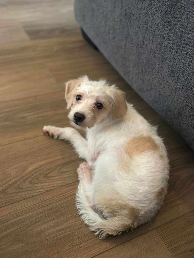 Mochi