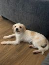 Mochi photo 3