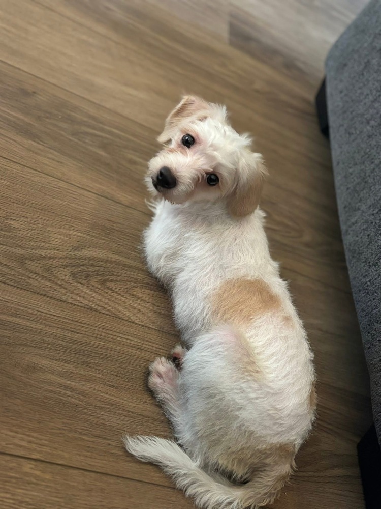 Mochi