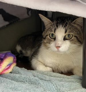 SPIKE, Adult Male Domestic Short Hair