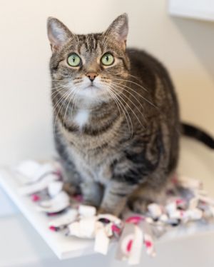 MAISY, Senior Female Domestic Short Hair