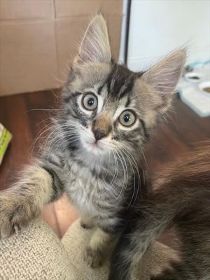 GUINNESS, Baby Male Domestic Short Hair