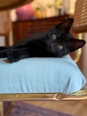 Dyson, Baby Male Domestic Medium Hair