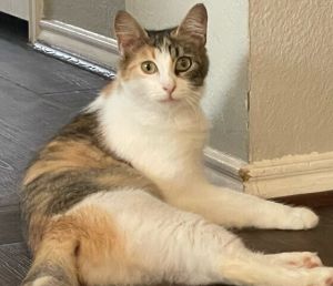 Pizookie, Young Female Calico