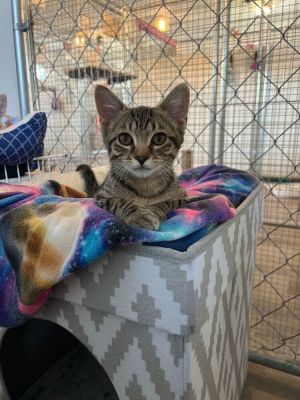 Alex, Baby Female Domestic Short Hair