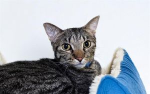 Dmitry originally was a stray but a kind person rescued him and he became a beloved member of the f