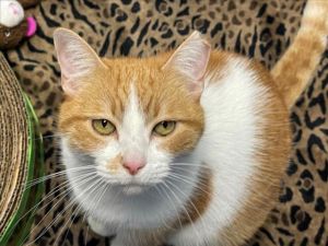 WATCH MY VIDEOSweetie is a stunning kitty with expressive golden-green eyes At a young 11 years ol