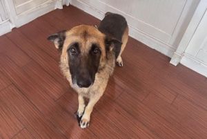 I arrived at the shelter as a stray and hope my family comes for me soon Adoption applications are 