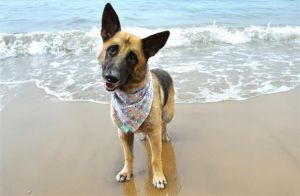 I arrived at the shelter as a stray and hope my family comes for me soon Adoption applications are 