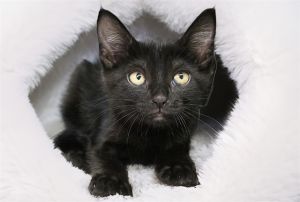 CHICKLETS Domestic Short Hair Cat