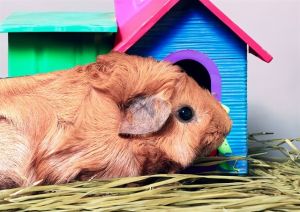 PUMPKIN Guinea Pig Small & Furry