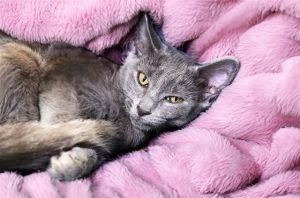 STORMY Domestic Short Hair Cat