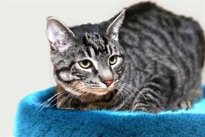Sylvester was surrendered to the shelter when his family lost their home He doesnt understand what